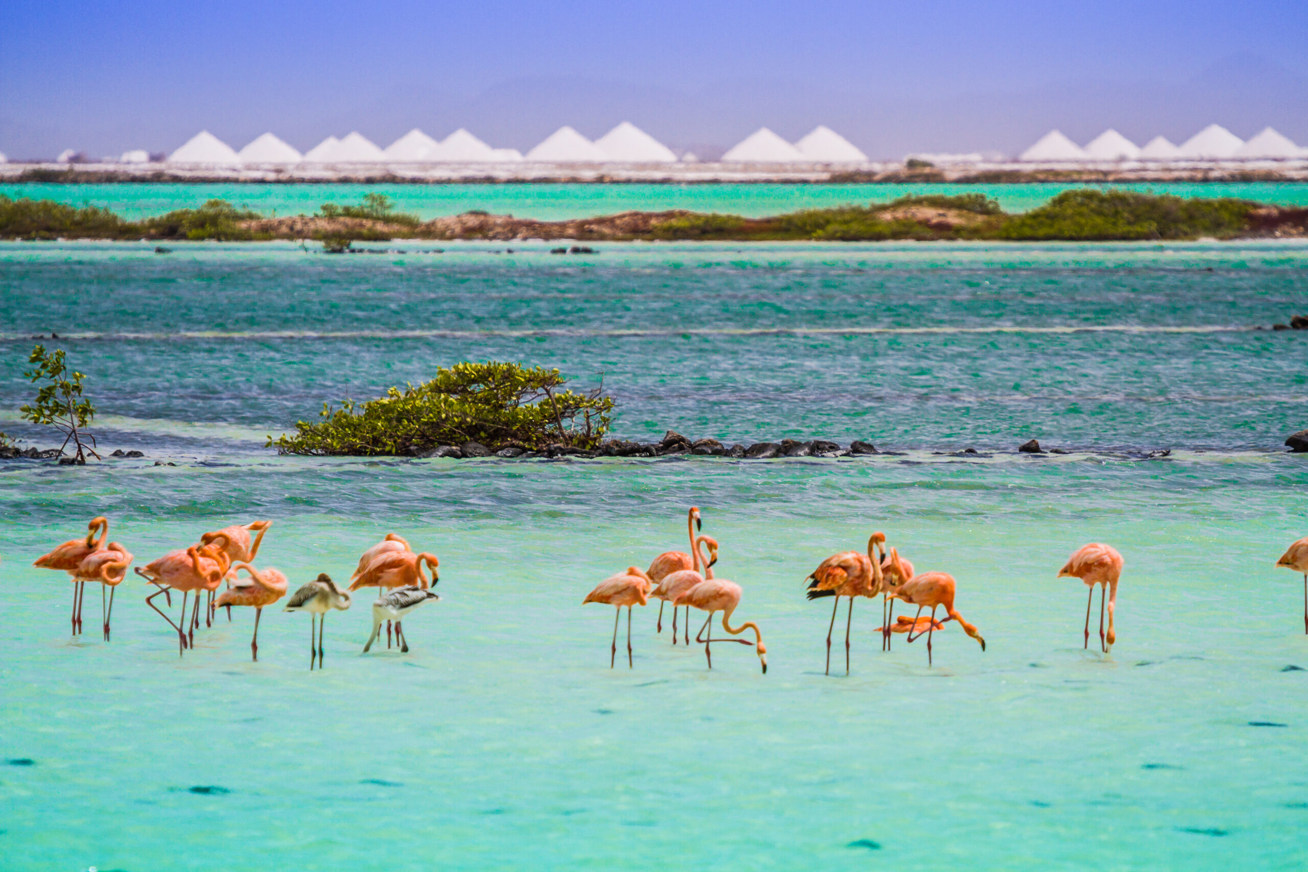TCB-bonaire-flamingo-sanctuary-salt-mountains--scaled
